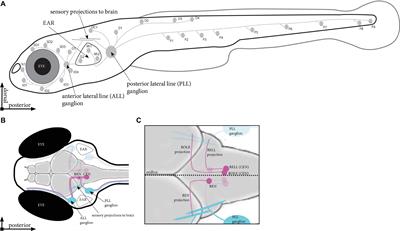 Characterization of Individual Projections Reveal That Neuromasts of the Zebrafish Lateral Line are Innervated by Multiple Inhibitory Efferent Cells